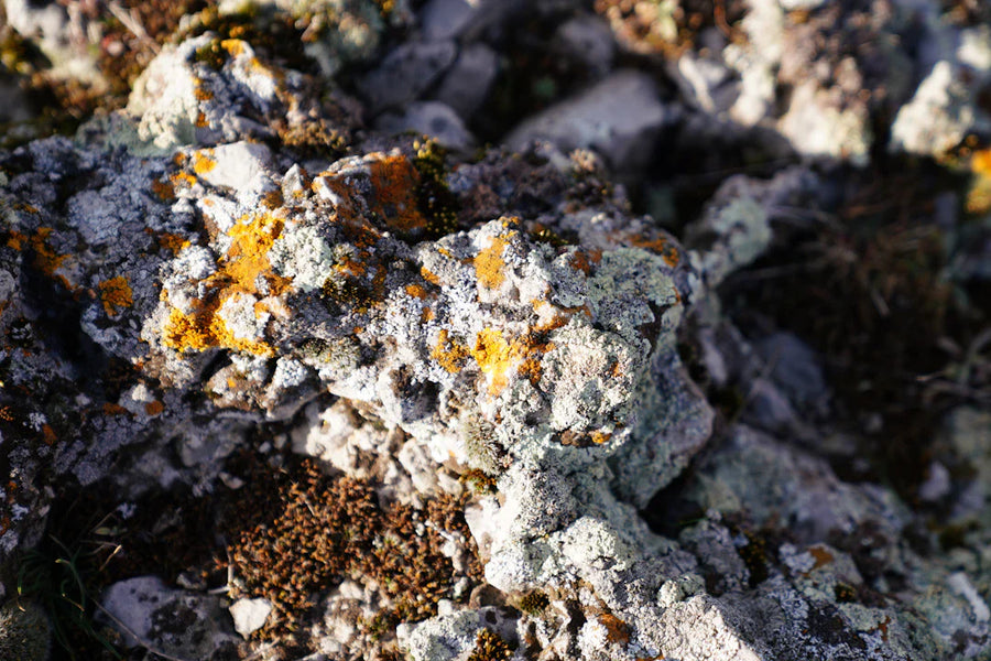 Mastering League Trends: Your Guide to Football Success